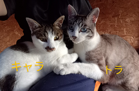 キャラくん、トラくん