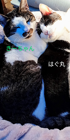はぐ丸くん、きーちゃん