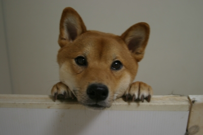 えいたろう (2).JPG