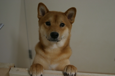 えいたろう (3).JPG