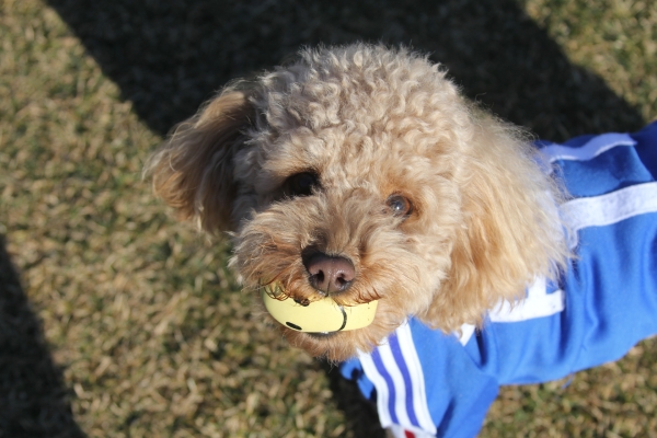 IMG_3595 - コピー.JPG