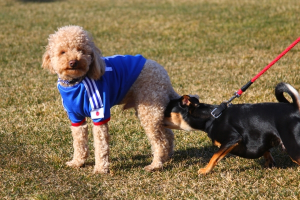 IMG_3645 - コピー.JPG