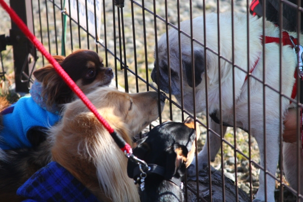 IMG_3654 - コピー.JPG