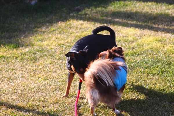 IMG_3664 - コピー.JPG