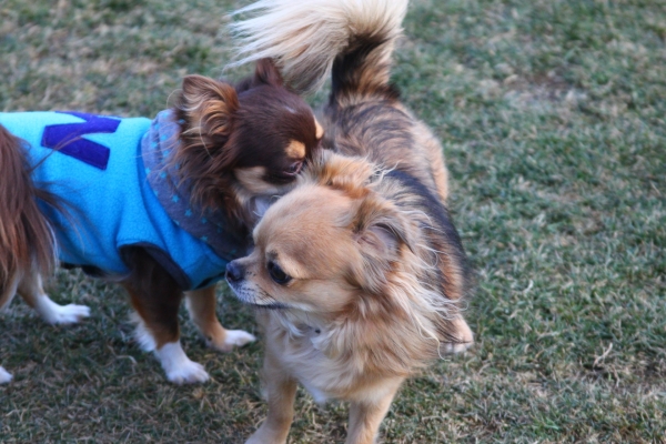 IMG_3680 - コピー.JPG