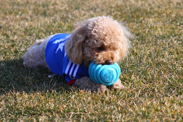 IMG_3690 - コピー.JPG