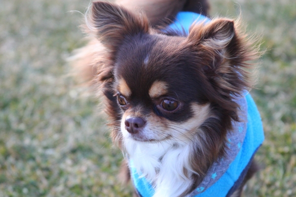 IMG_3692 - コピー.JPG