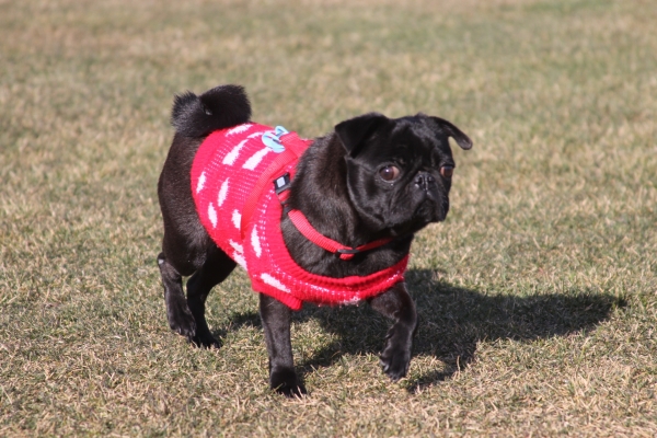 IMG_3698 - コピー.JPG