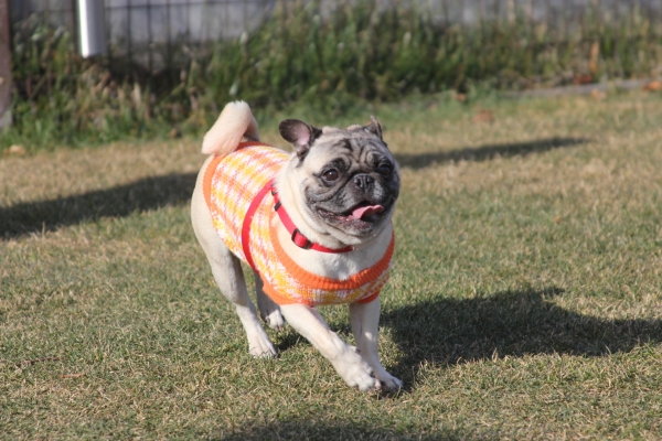 IMG_3701 - コピー.JPG