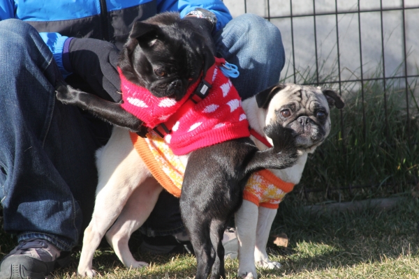 IMG_3715 - コピー.JPG