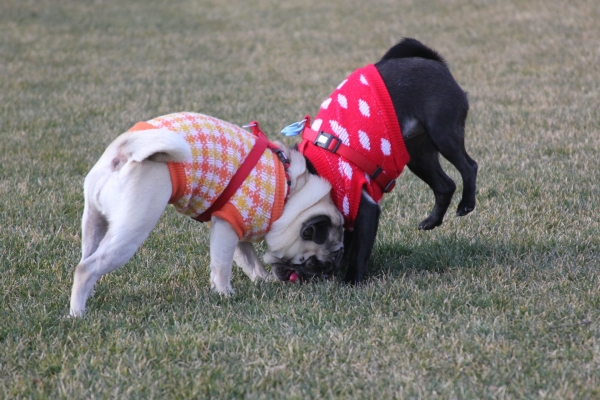 IMG_3727 - コピー.JPG