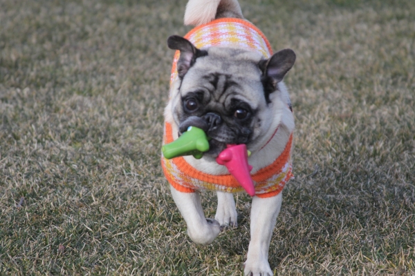 IMG_3736 - コピー.JPG